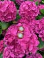 thumbnail_IMG_4307.jpg